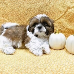 Daria - Female Shih Tzu For Sale