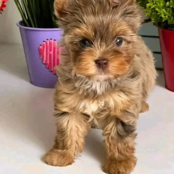 Lilo - Male Yorkie