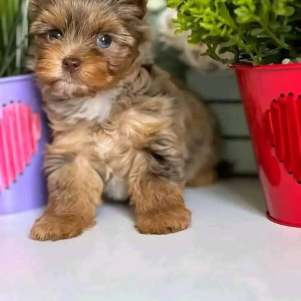 Elma - Female Yorkie
