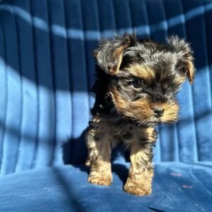 Nora - Female Yorkie