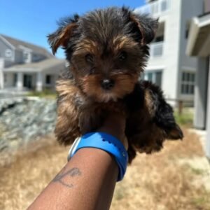 Yvana - Female Yorkie