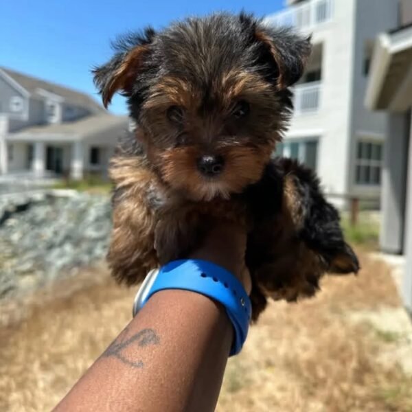 Yvana - Female Yorkie