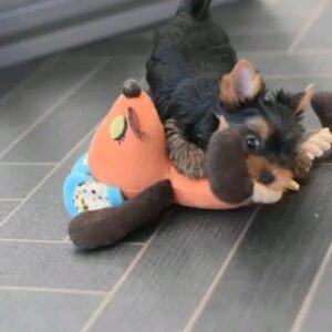 Max - Male Yorkie