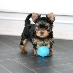 Angel - Male Yorkie