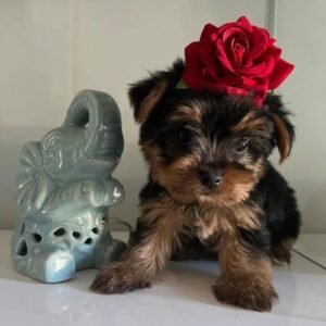 Bruce - Male Yorkie
