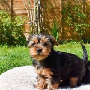 Diana - Female Yorkie