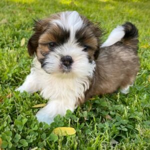 Honey - Female Shih Tzu