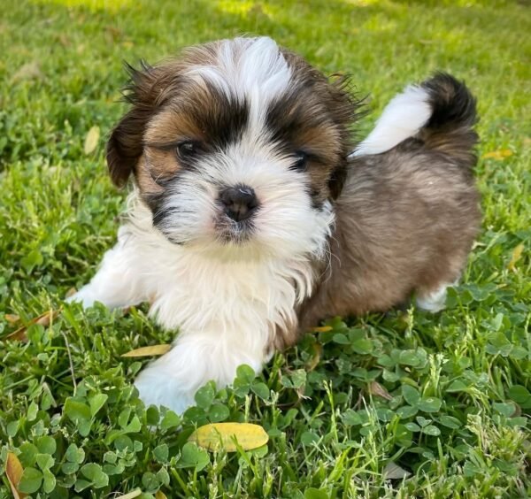 Honey - Female Shih Tzu