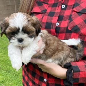 Rocky - Male Shih Tzu
