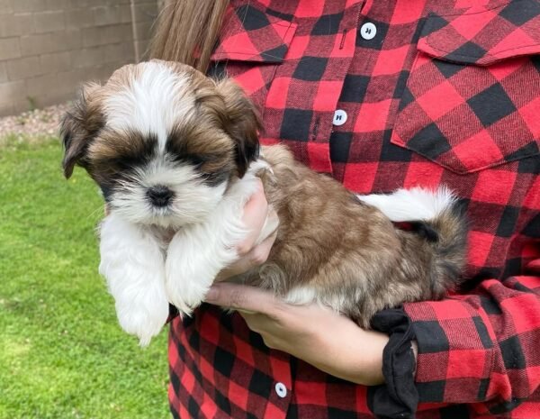 Rocky - Male Shih Tzu