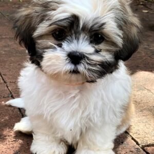 Oliver - Male Shih Tzu