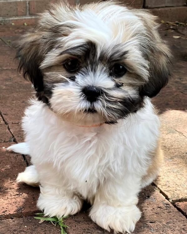 Oliver - Male Shih Tzu