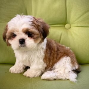 Bella- Female Shih Tzu