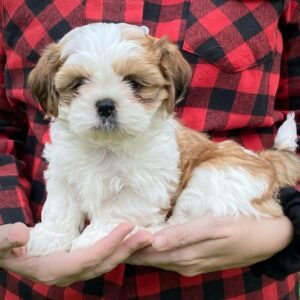 Sophie - Female Shih Tzu