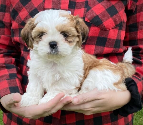 Sophie - Female Shih Tzu