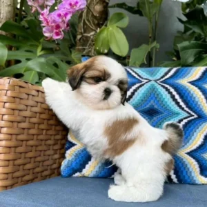 Leo - Male Shih Tzu
