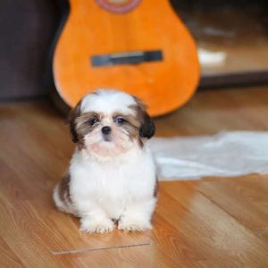 Oliver - Male Shih Tzu