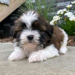 Leo - Male Shih Tzu