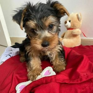 Elma - Female Yorkie