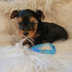 Lilo - Male Yorkie