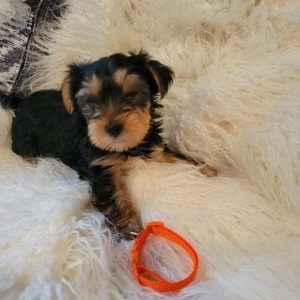 Max - Male Yorkie