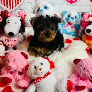 Angel - Male Yorkie