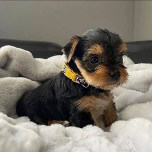 Yvana - Female Yorkie