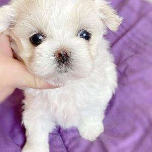 Diana - Female Yorkie