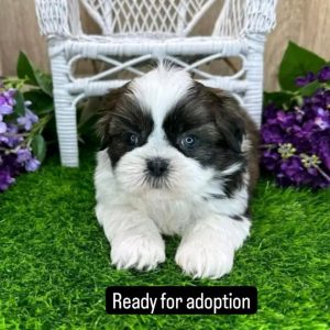 Honey - Female Shih Tzu