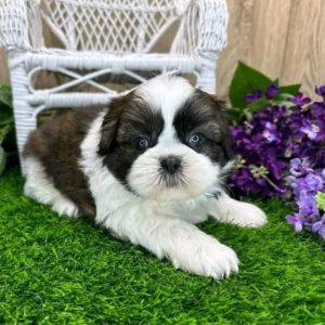 Bella- Female Shih Tzu