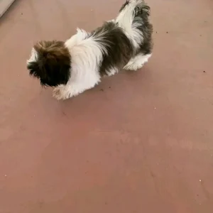 Sophie - Female Shih Tzu