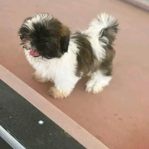 Rocky - Male Shih Tzu